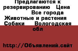 Предлагаются к резервированию › Цена ­ 16 000 - Все города Животные и растения » Собаки   . Вологодская обл.